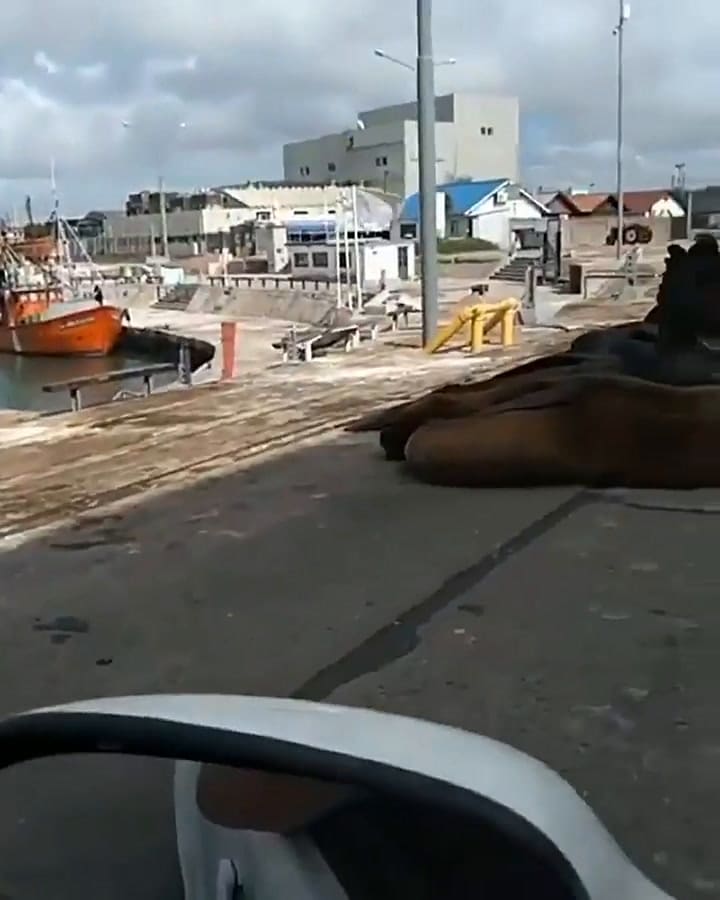 Los lobos marinos coparon las calles del puerto marplatense