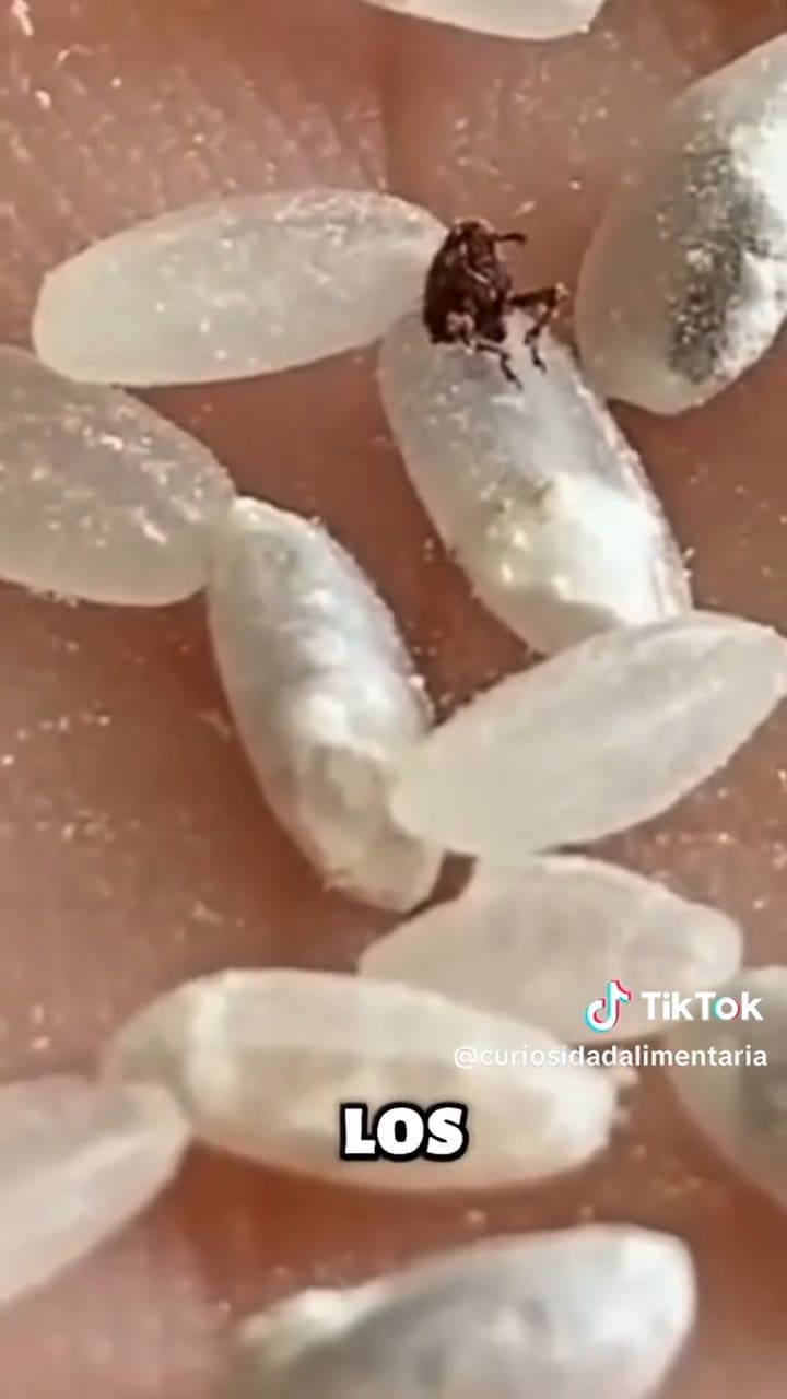 El truco para evitar que el gorgojo se desarrolle
