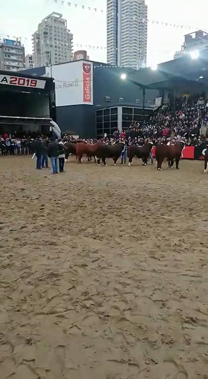 La final de machos Braford
