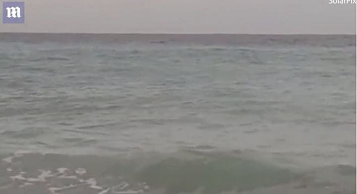 Los tiburones acechan la playa en España