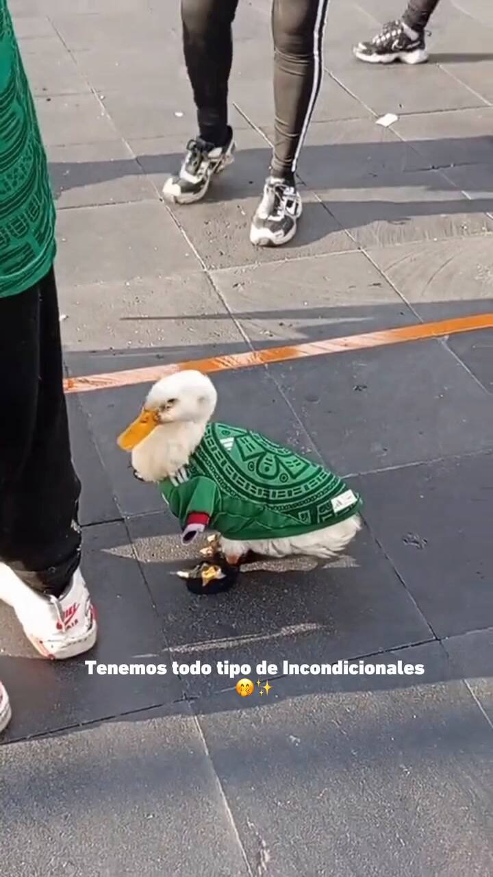 El pato Merlín que se convirtió en amuleto de México