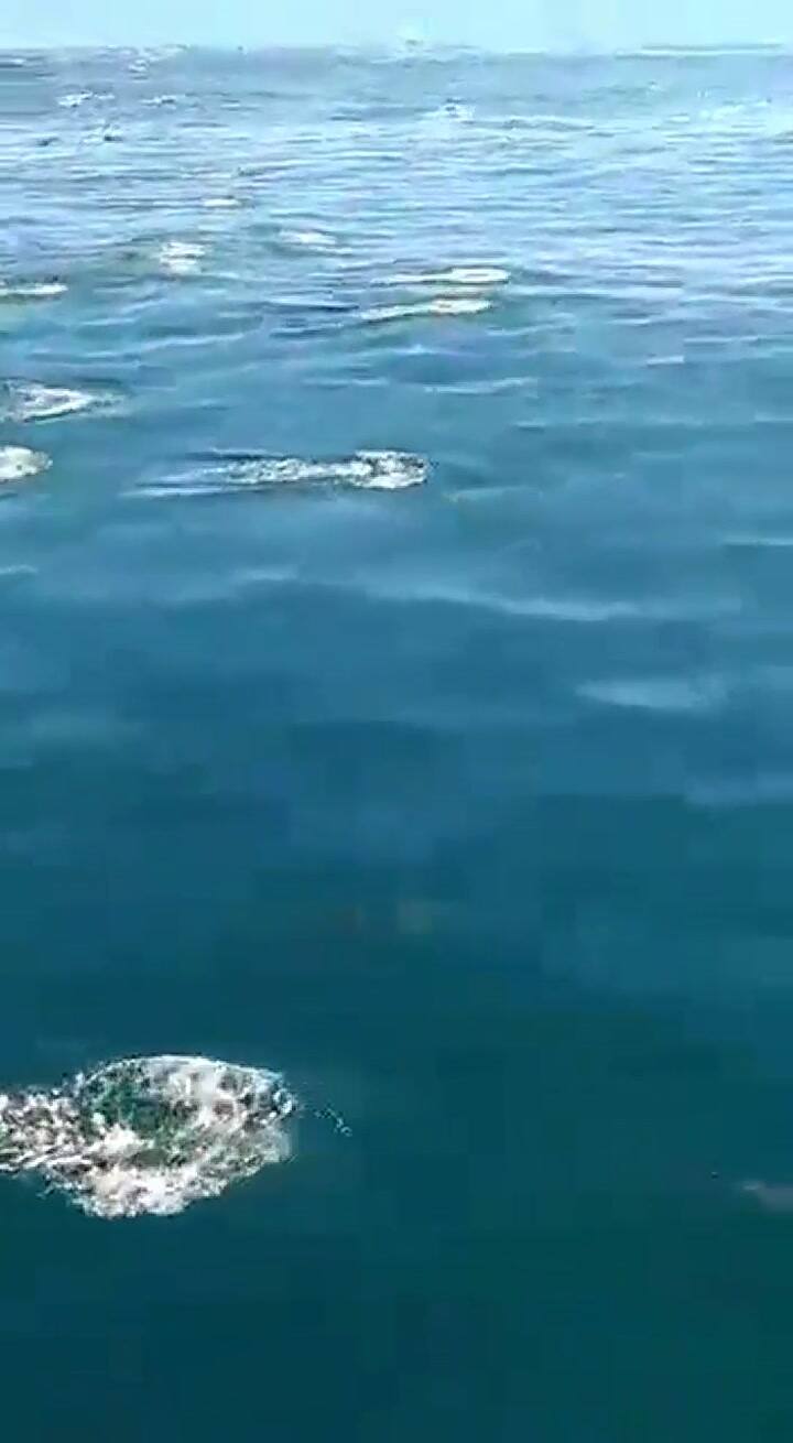 El increíble nado de cientos de delfines en la costa de Mar Chiquita
