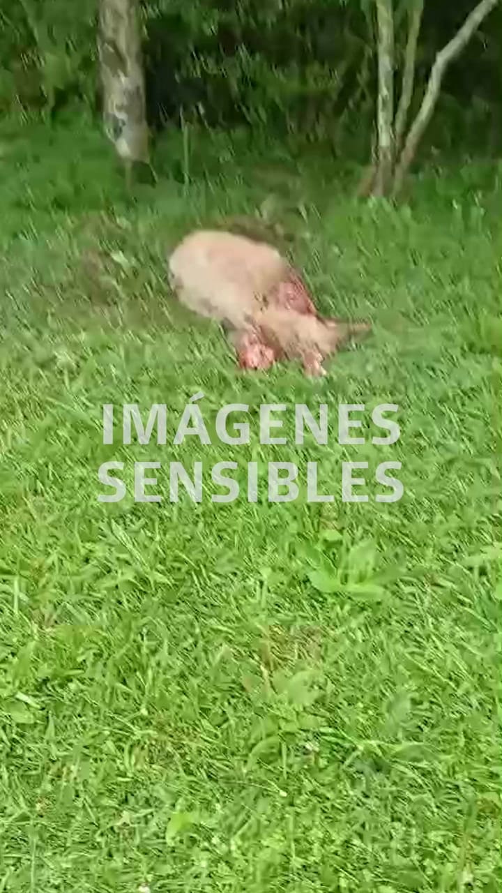 El productor registró en un video las consecuencias del ataque de perros que provocó la muerte de numerosas ovejas en su establecimiento de San José, Misiones