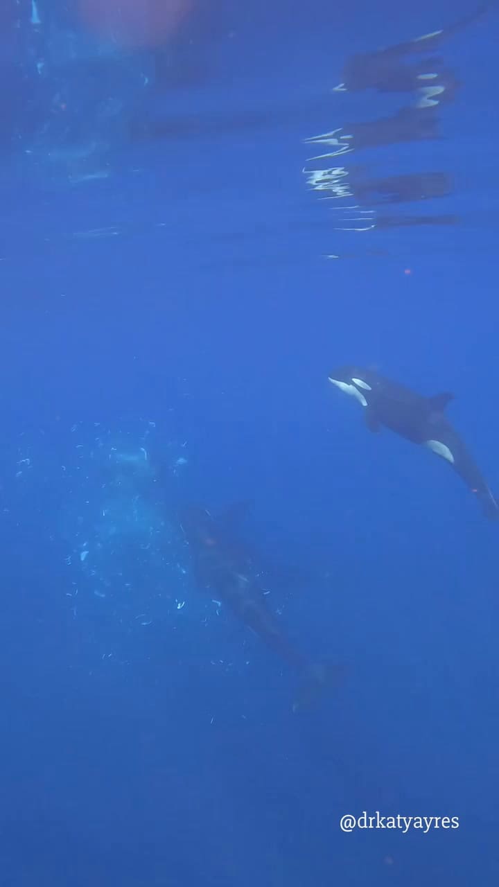 El ataque que orcas que hacen "explotar" un pez luna