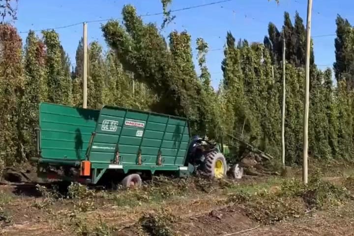 Cada planta de lúpulo puede dar entre uno y 1,5 kilos de flores secas