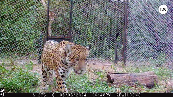 Tigre Nalá Rewild