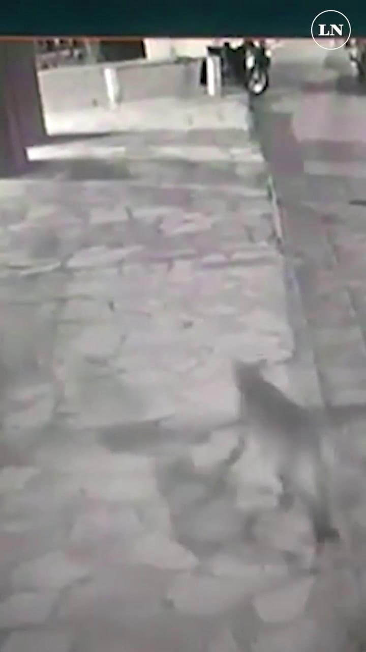 Puma suelto en la calle