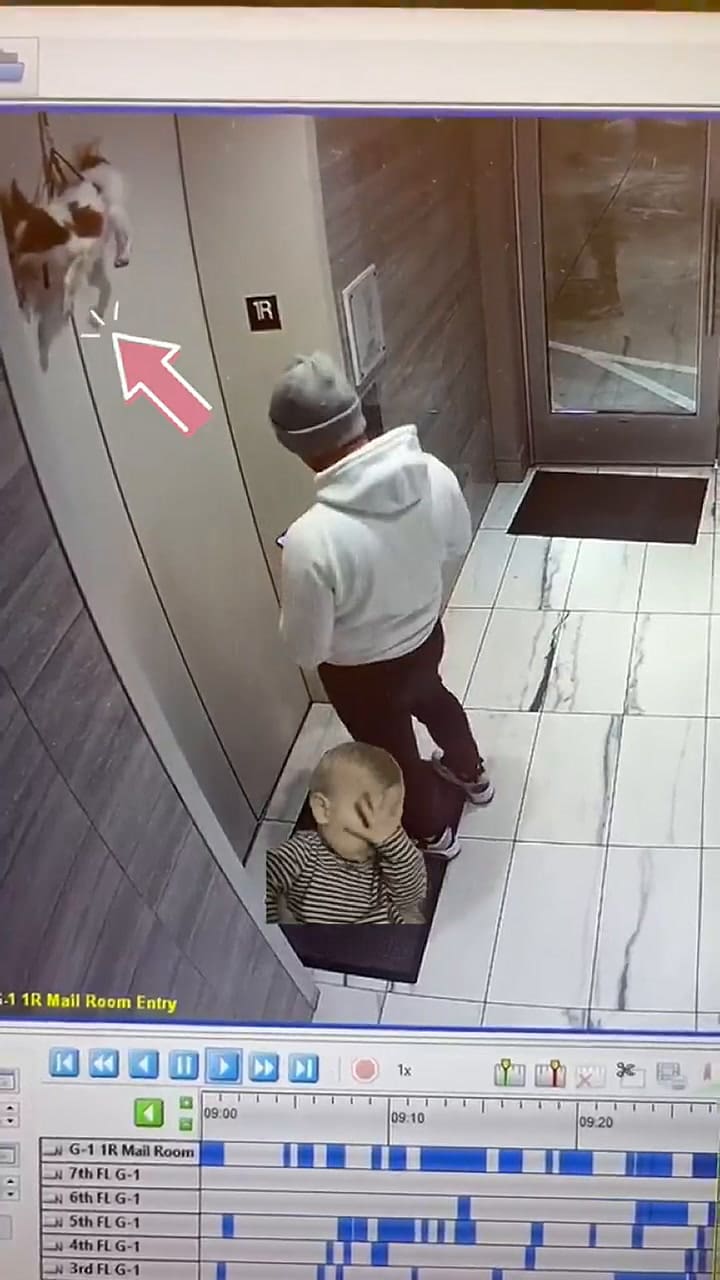 Un hombre llamó el ascensor y descubrió que había un perro colgado