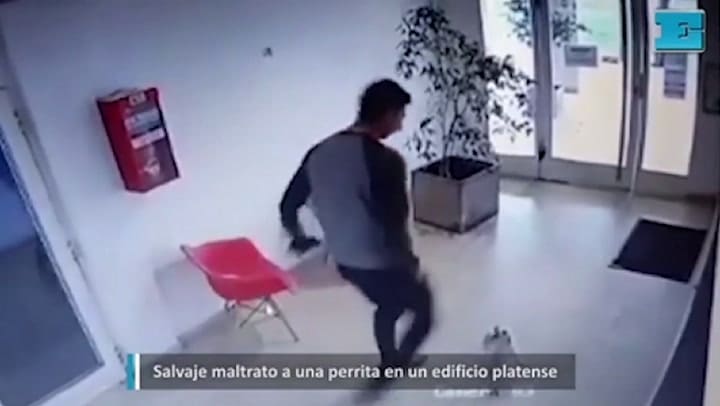 Una caniche toy fue salvajemente atacada por un hombre