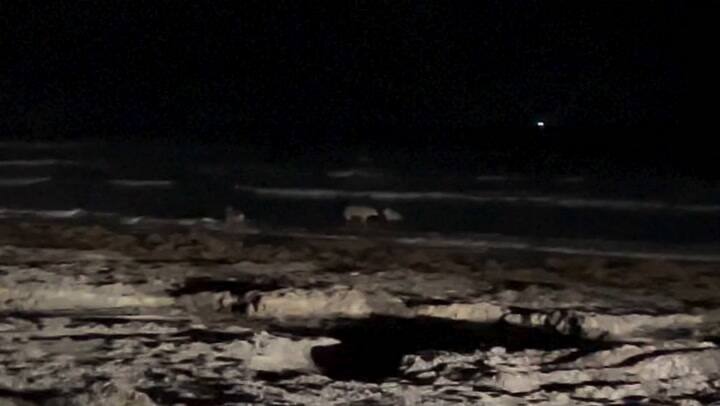 Dos coyotes fueron vistos en las playas de Texas