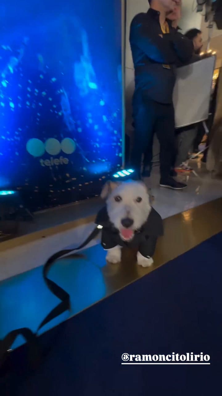 Ramoncito en la alfombra azul