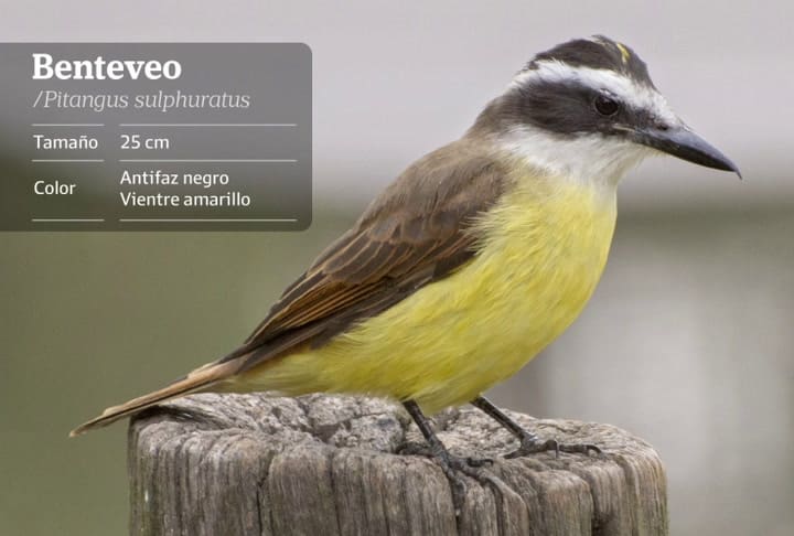 Benteveo.nota