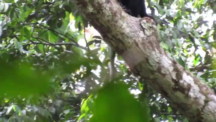 El sonido característico del Likweli (Gentileza Florida Atlantic University)