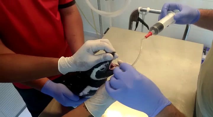 Pingüino recibe tratamiento en el centro de rehabilitación de Aquarium