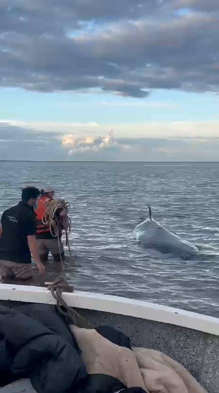 Una ballena quedó varada en la costa de San Isidro