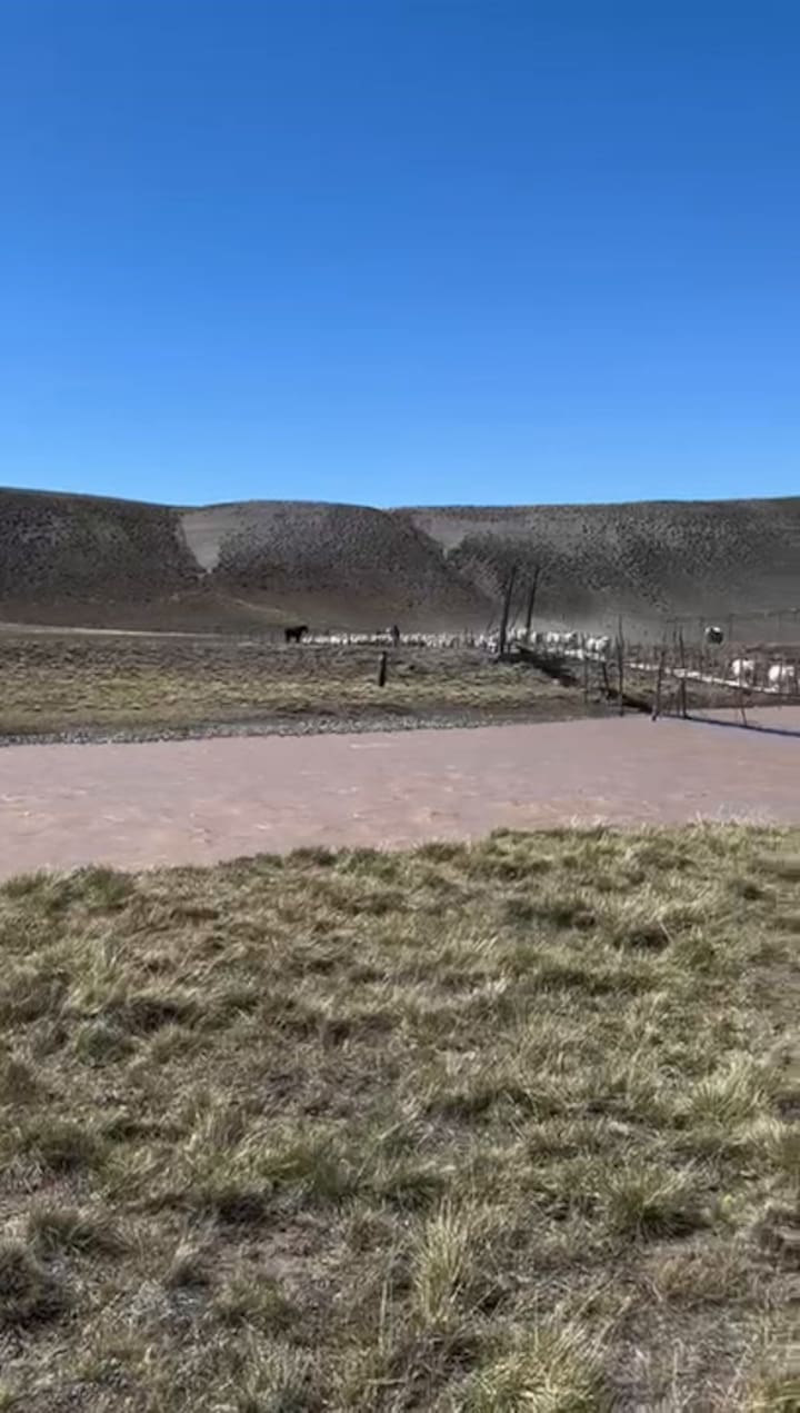 Ovejas Cruzando Un Puente