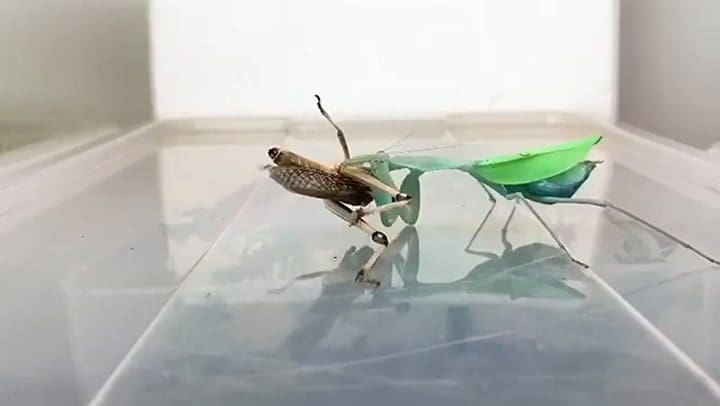 Una mantis religiosa ataca y devora a una langosta: tres horas comprimidas en un mintuo