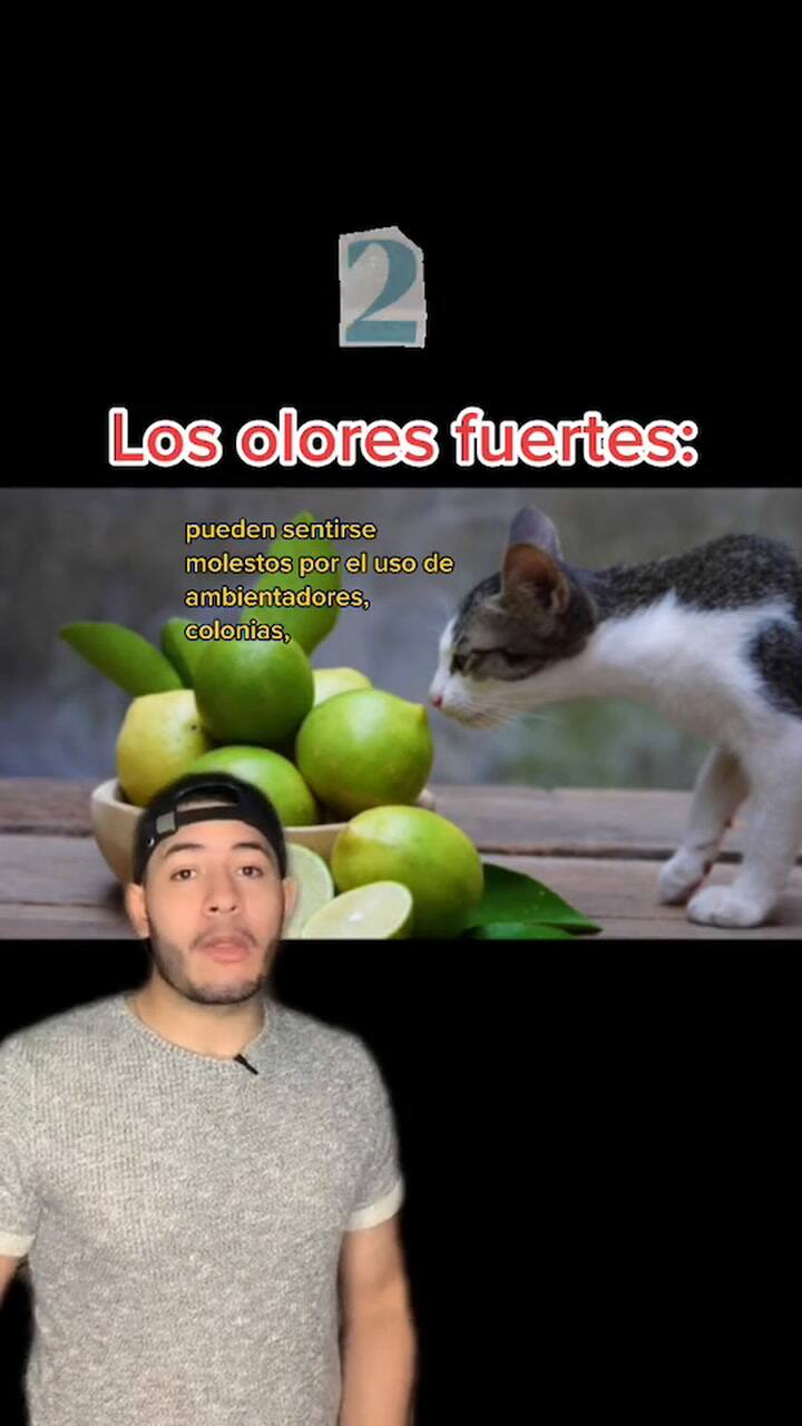 5 Cosas Que Los Gatos Odian De Los Humanos #5cosasdehoy #Losgatos #Odian #Odioaloshumanos #Felinoslove