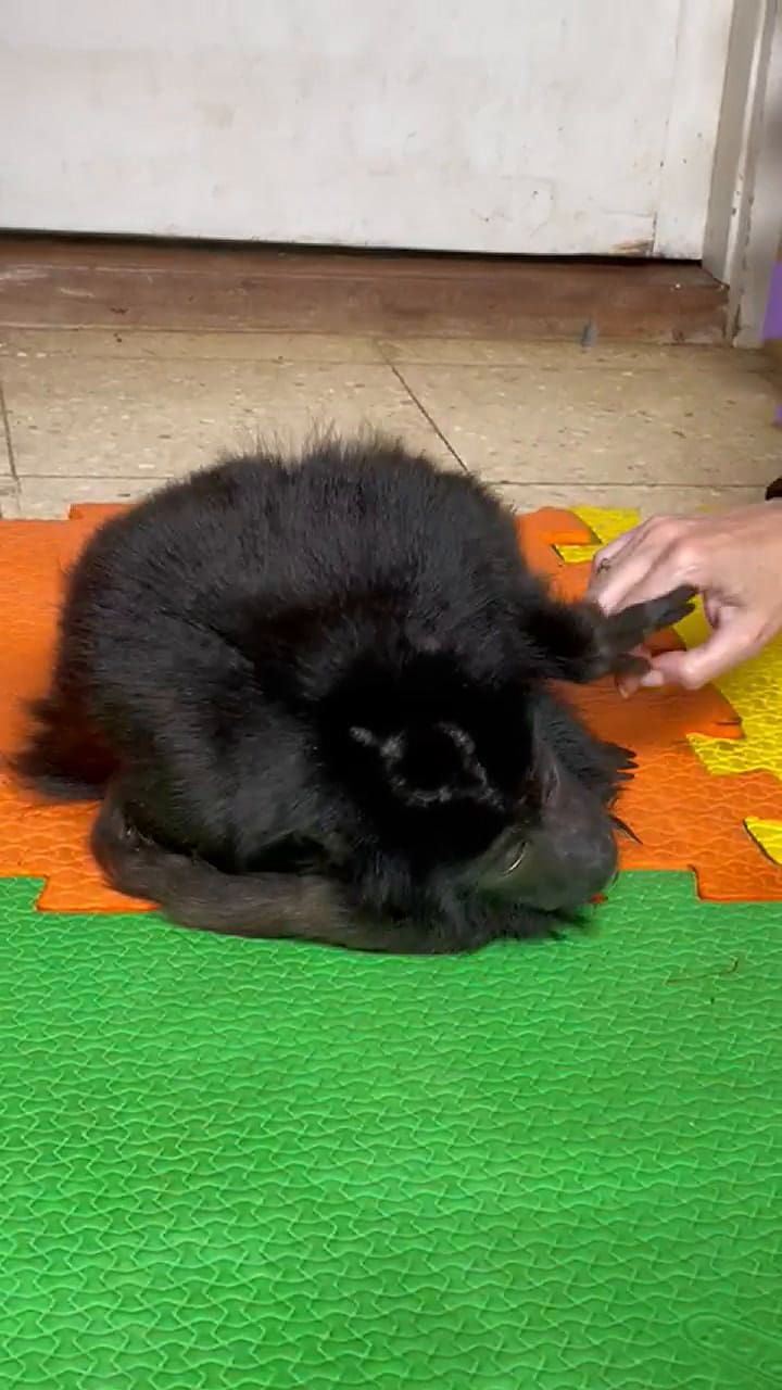 Coco, el mono carayá rescatado del maltrato