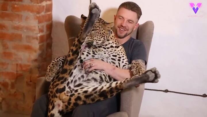 Dejó al leopardo del zoológico en el que trabajaba y el animal casi muere de pena