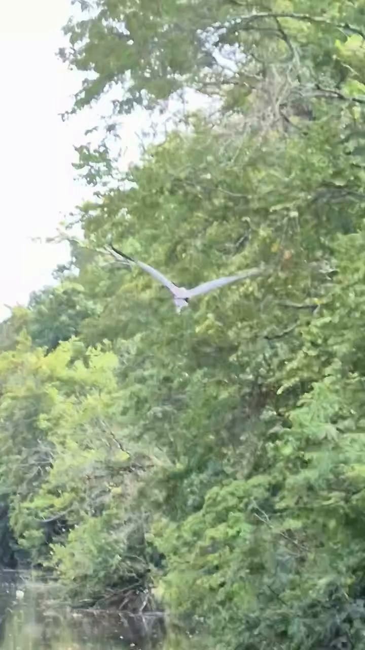 Así liberaban a la garza - @aarkwildlife