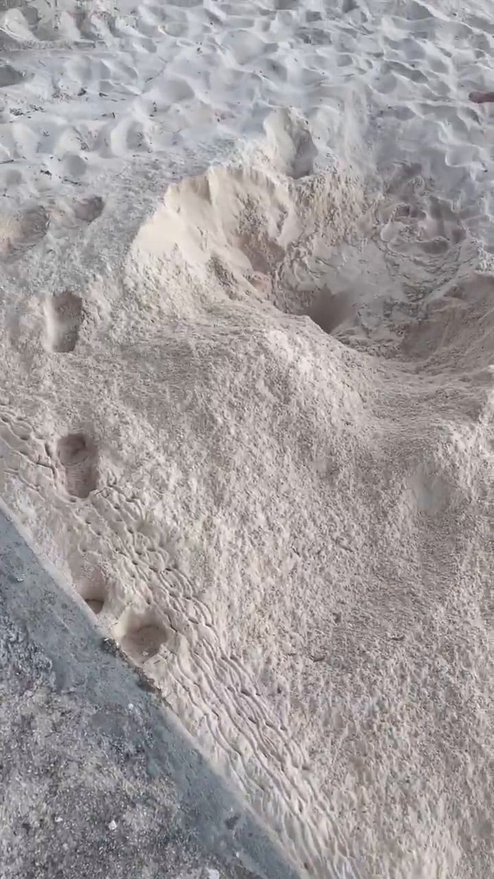 Una tortuga gigante es liberada en Islas Caimán