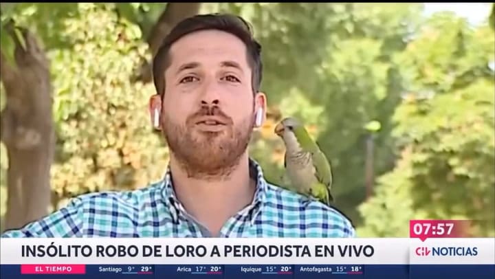 Una cotorra argentina le roba el audífono a un reportero en plena transmisión en vivo.- Chilevisión