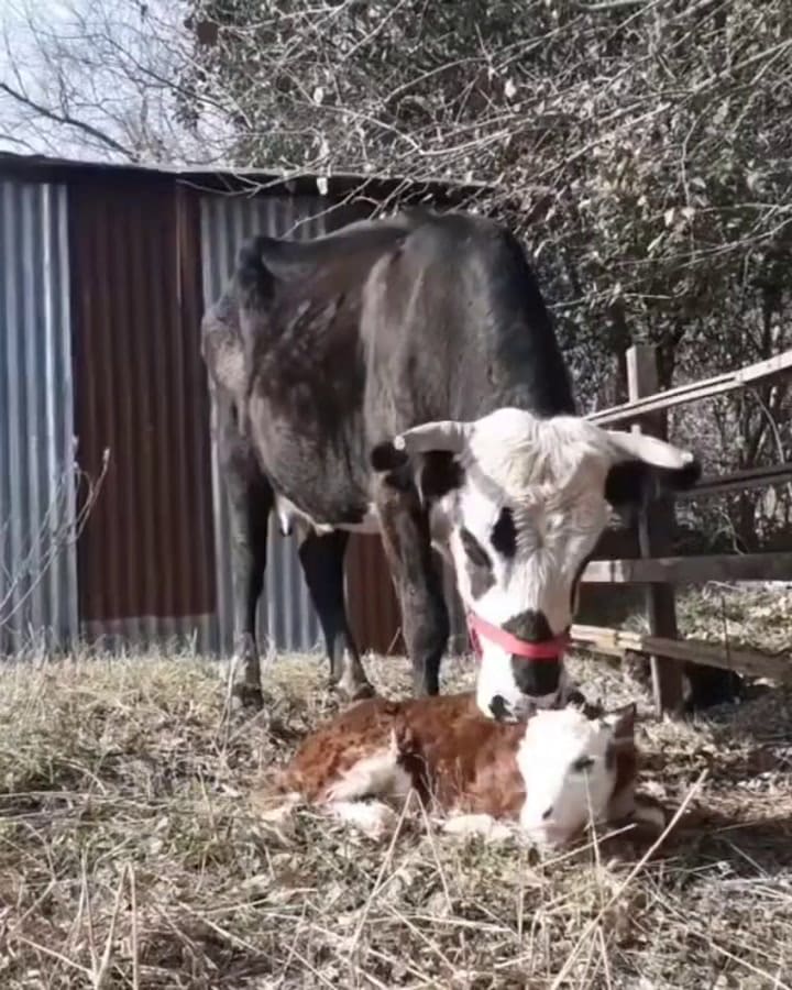 Jill y su hijo, Herácles