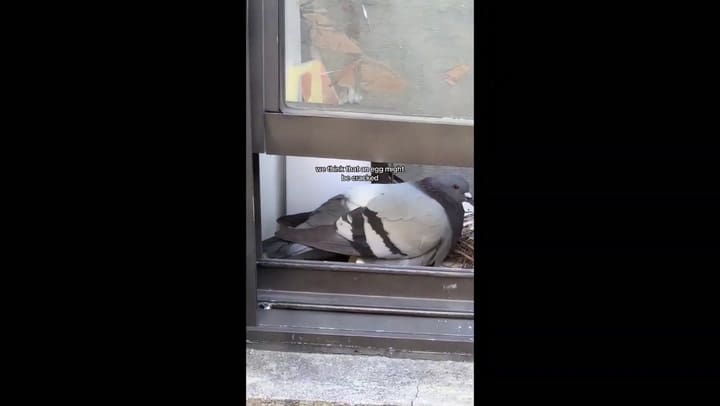 Una joven grabó como dos palomas adoptaron un nuevo hogar