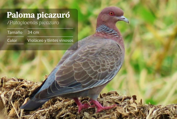 Paloma Picazuró.nota