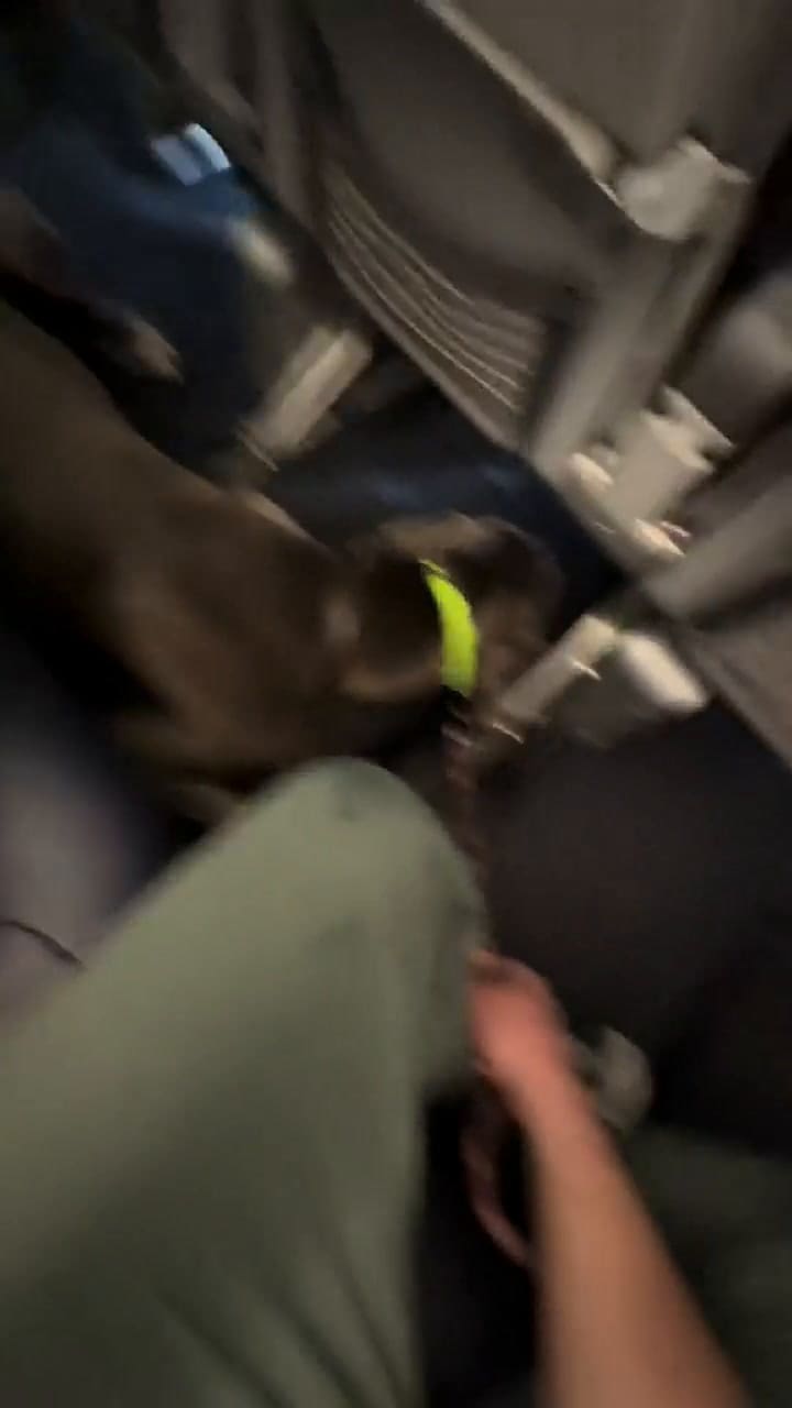 El gran danés tuvo un buen comportamiento durante el vuelo