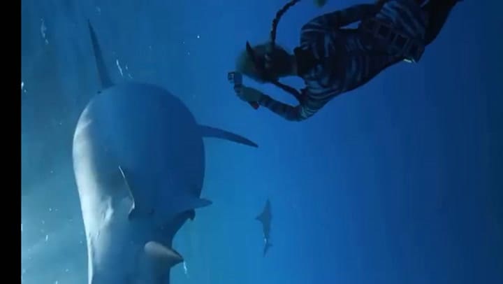 Ocean Ramsey Realizando Una Maniobra De Redirección En Un Tiburón (Créditos One Ocean Diving)