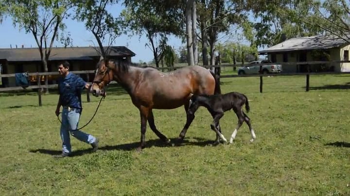Así es el primer caballito que nació por ICSI en la Argentina