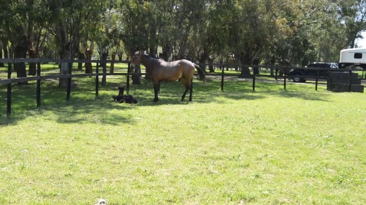 El primer caballo que nació por ICSI en la Argentina