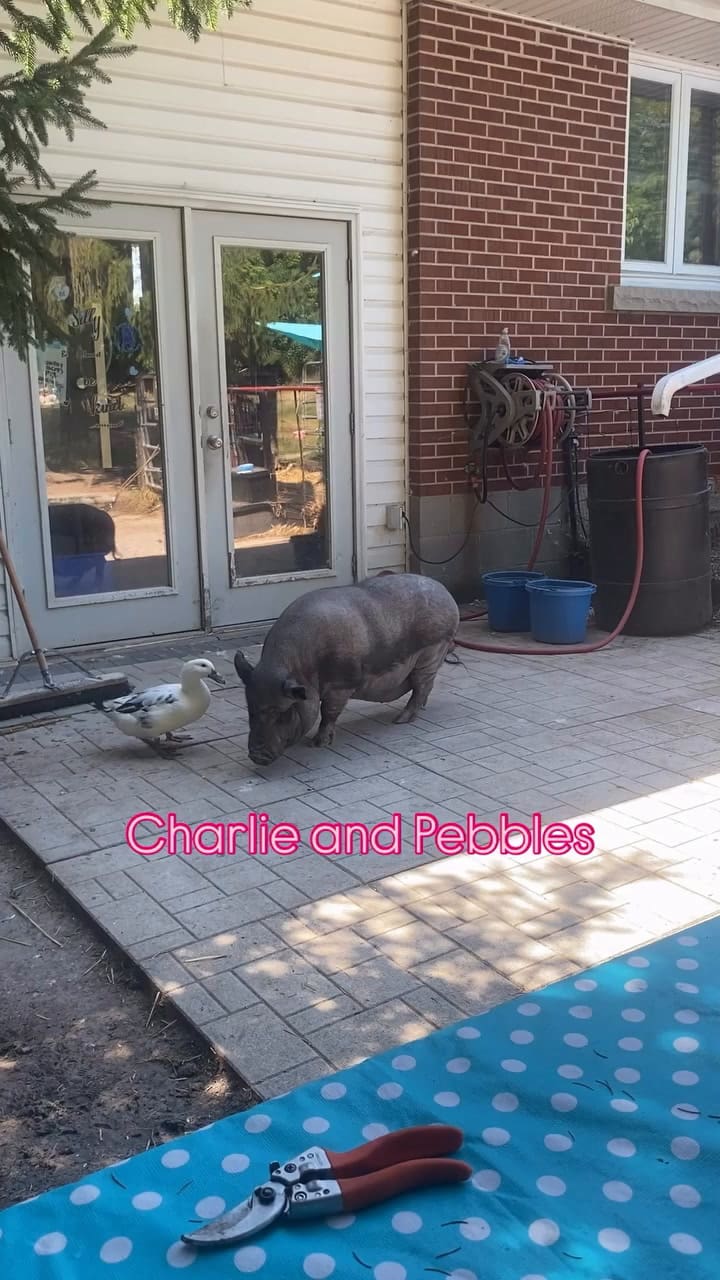 Un pato llamado Charlie irrumpió en un refugio de chanchos