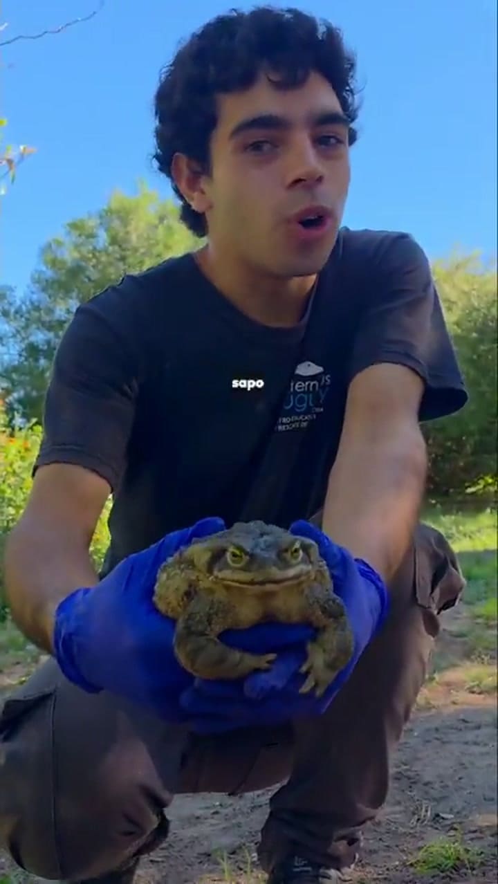 Piriápolis: así es el sapo de la arena gigante
