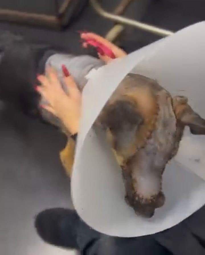 Vicente, el caso más difícil de Patitas al Rescate