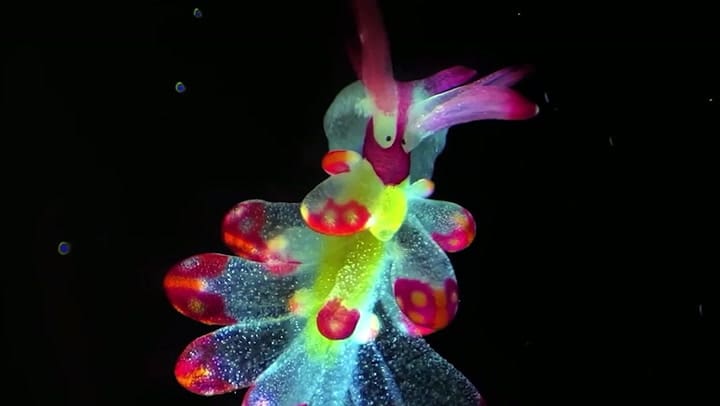 La babosa marina mariposa (Igor Adameyko)