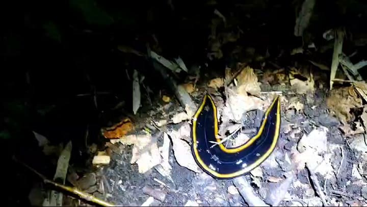 Extraña especie de gusano hallada en el parque Lanín