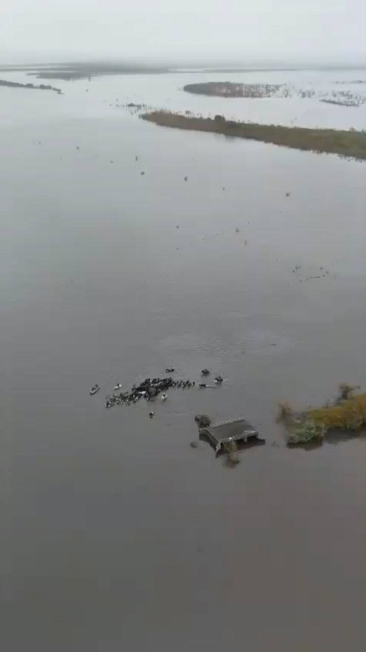 Vacas en medio del agua en un campo en la zona de La Gallareta, departamento de Vera, Santa Fe. Gentileza FM Vida Fortín Olmos