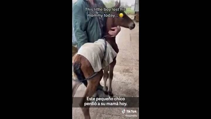 La tierna reacción de un caballo cuando le llevan a un potro huérfano