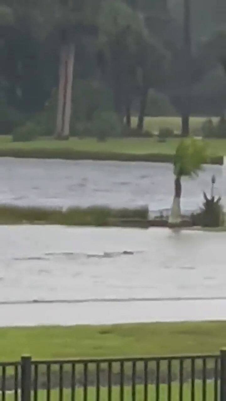 Aseguran que había tiburones flotando tras el impacto de Ian en Fort Myers, Florida