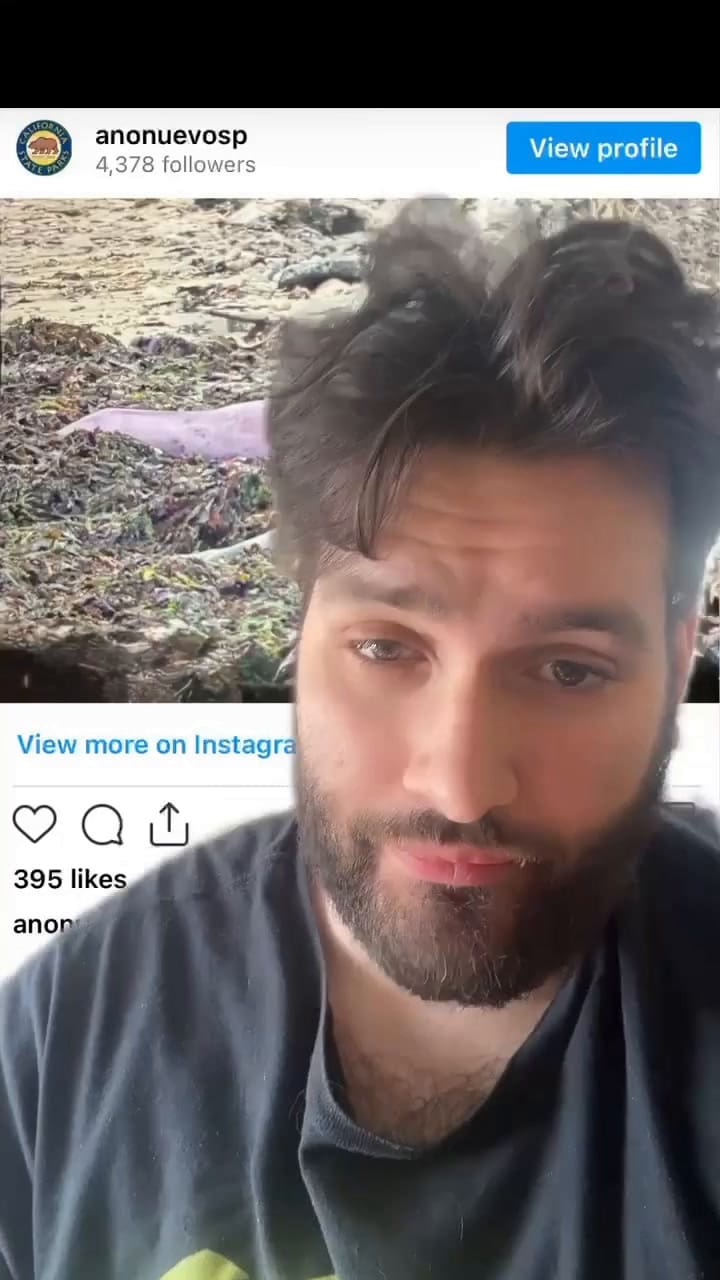 La sorpresiva aparición de una foca color violeta en una playa de California