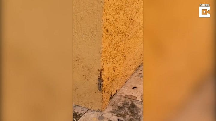 Una colonia de hormigas transportó el cadáver de un lagarto