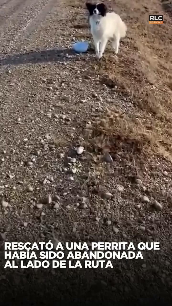 Encontró una perra abandonada al lado de la ruta y su historia conmovió a miles de personas