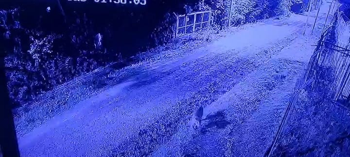 Un puma suelto en Pilar