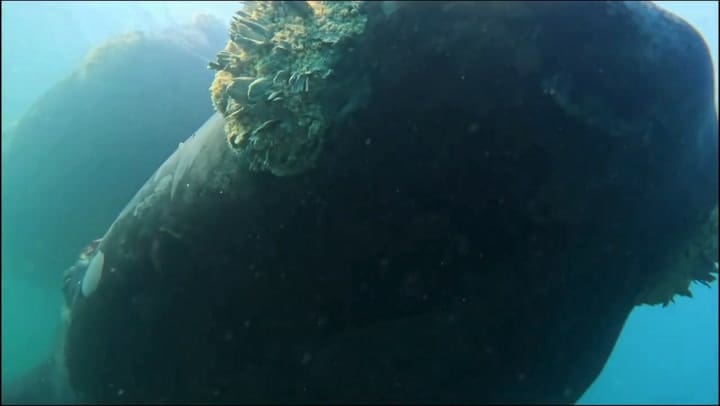 “Los animales ponen las reglas”: la soprendente experiencia de bucear con lobos marinos, delfines y ballenas