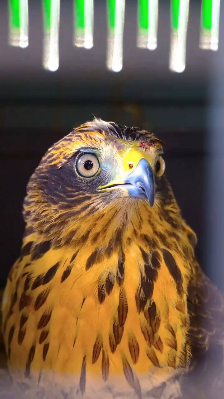 El rescate de aves en la provincia de Córdoba