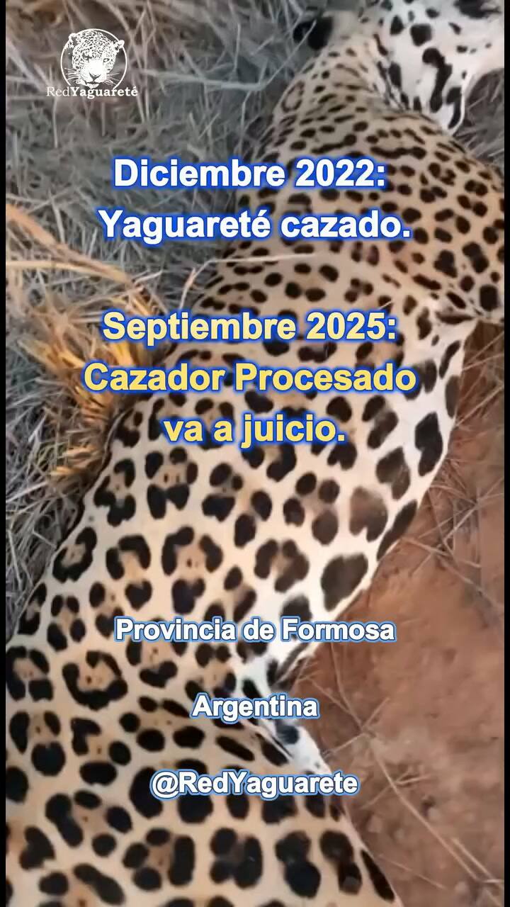 Mató a un yaguareté en Formosa, fue condenado a tres años de prisión en suspenso y deberá pagar una multa millonaria