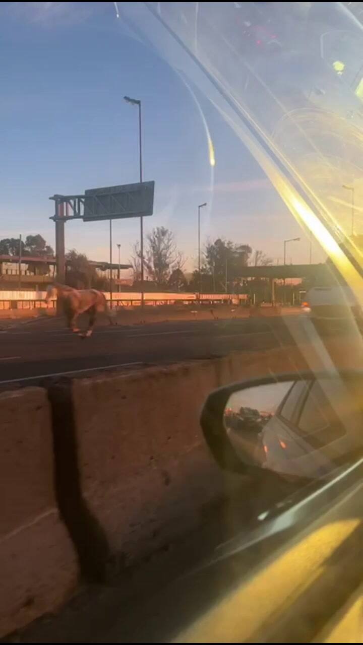 Caballos escapando en la autopista